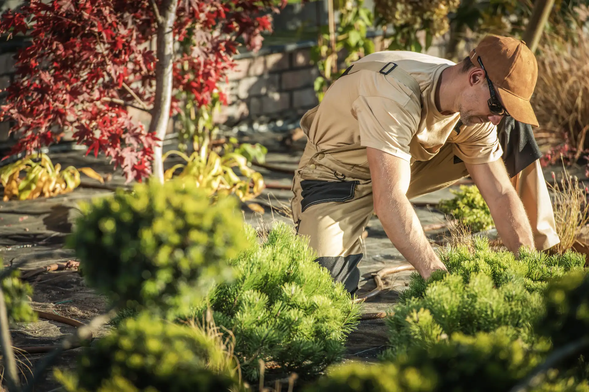Landscaper planting shrubs in a garden bed
