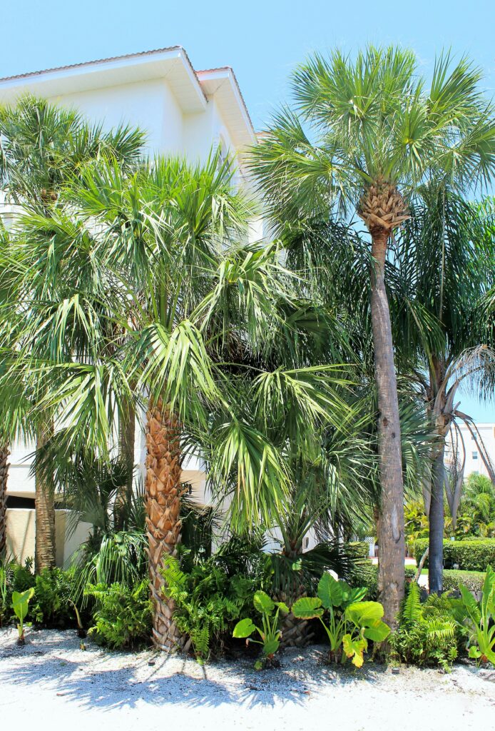 Sabal palms in a Florida landscape