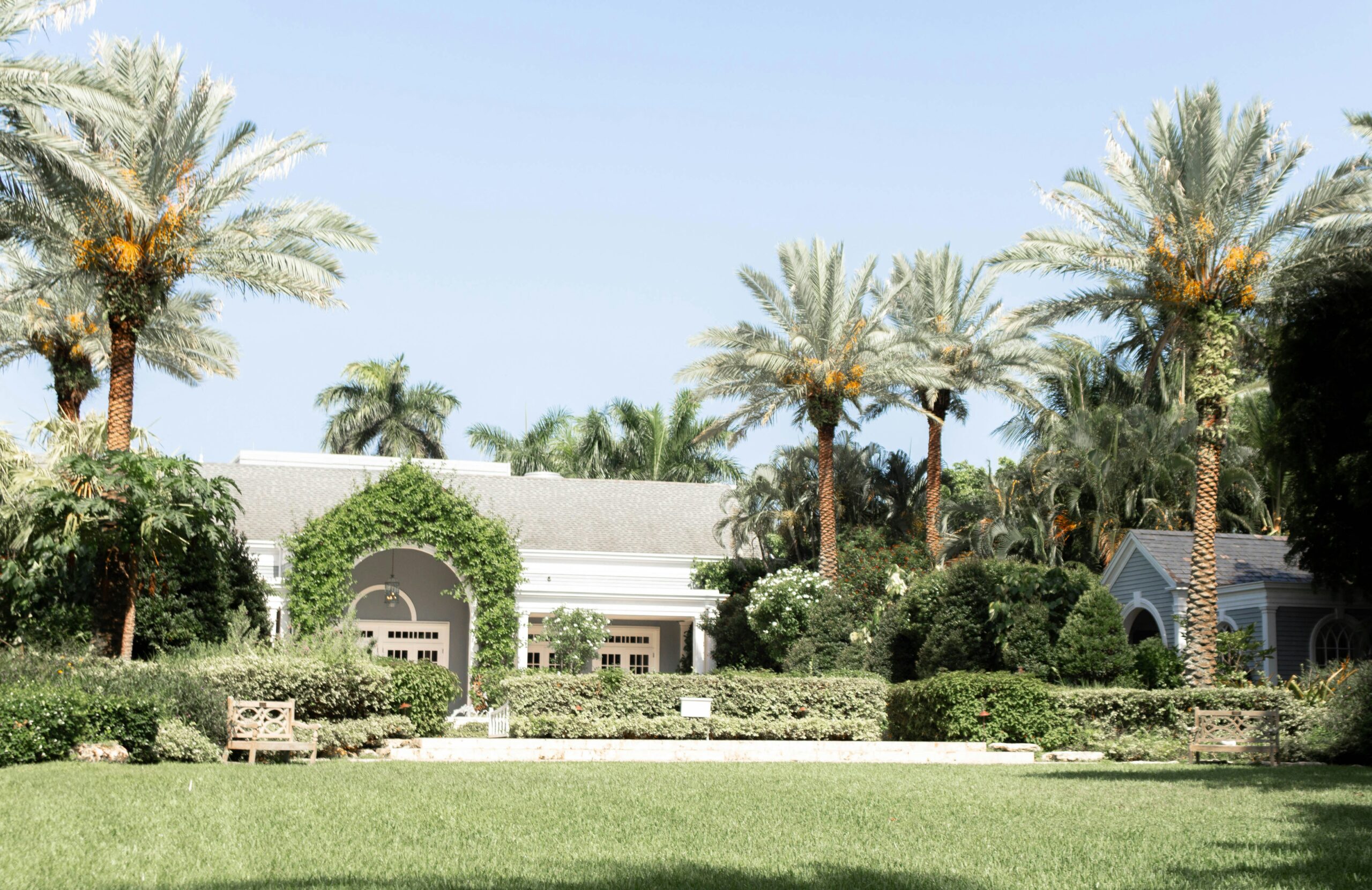 Manicured front lawn with palms and hedges